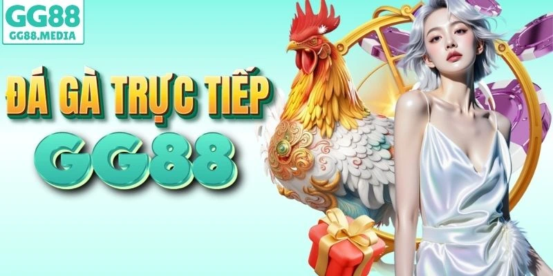 GG88 trực tiếp đá gà mỗi ngày