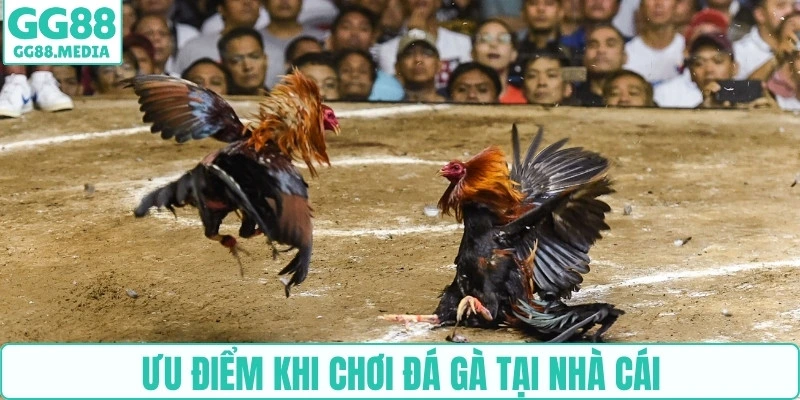 Ưu điểm khi chơi đá gà tại nhà cái