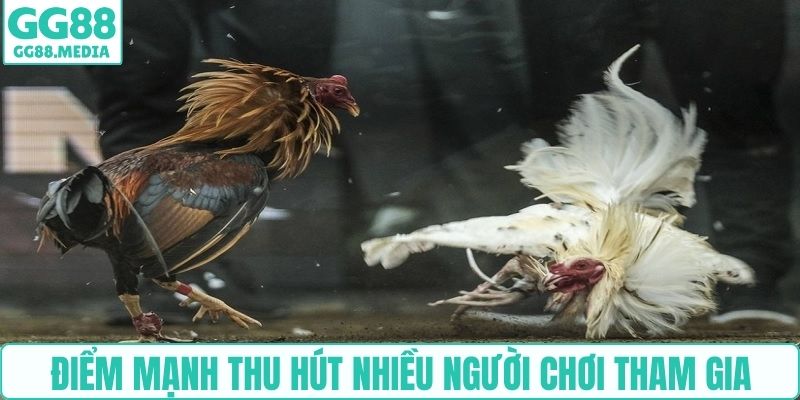 Điểm mạnh thu hút nhiều người chơi tham gia đá gà cựa sắt