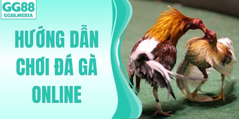 Hướng Dẫn Chơi Đá Gà Online Cho Người Mới Từ A-Z Cùng GG88