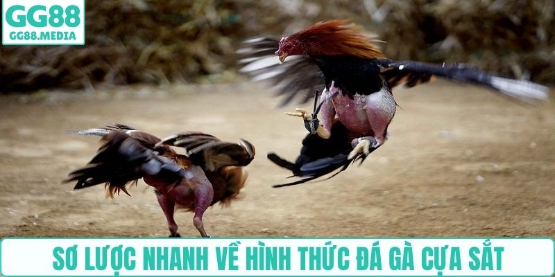 Sơ lược nhanh về hình thức đá gà cựa sắt