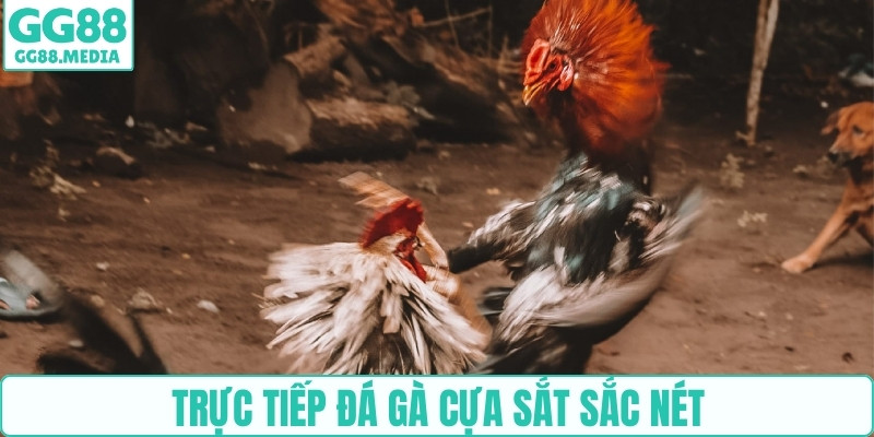 Trực tiếp đá gà cựa sắt sắc nét